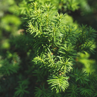 Універсальне водорозчинне добриво по листу GREEN LEAVES